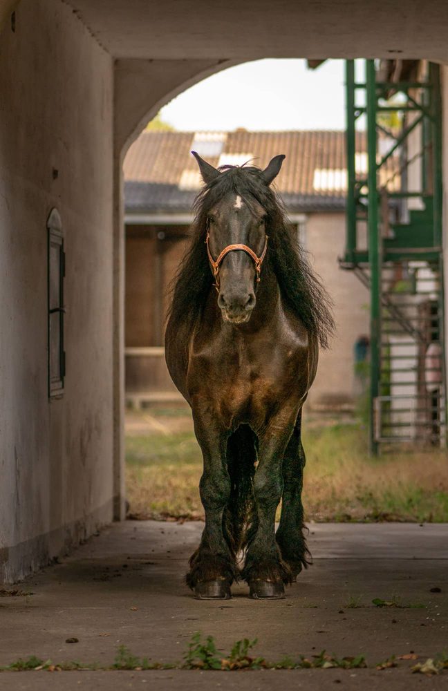 Friese im Torbogen