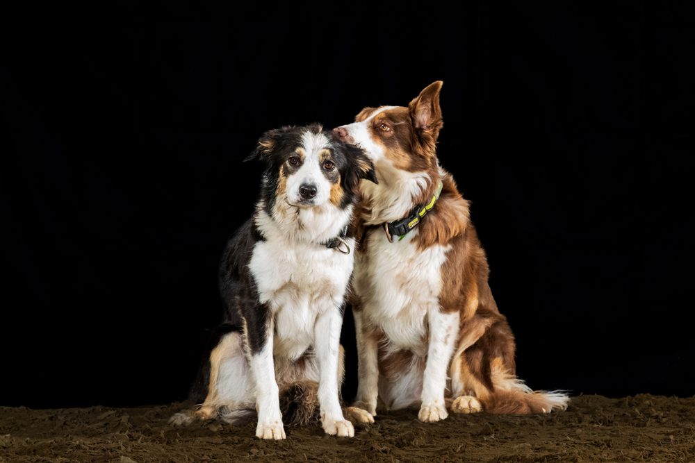 Zwei Hunde im Scheinwerferlicht